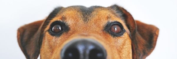 You are currently viewing Hypnose für Hunde – Kann man Tiere hypnotisieren?