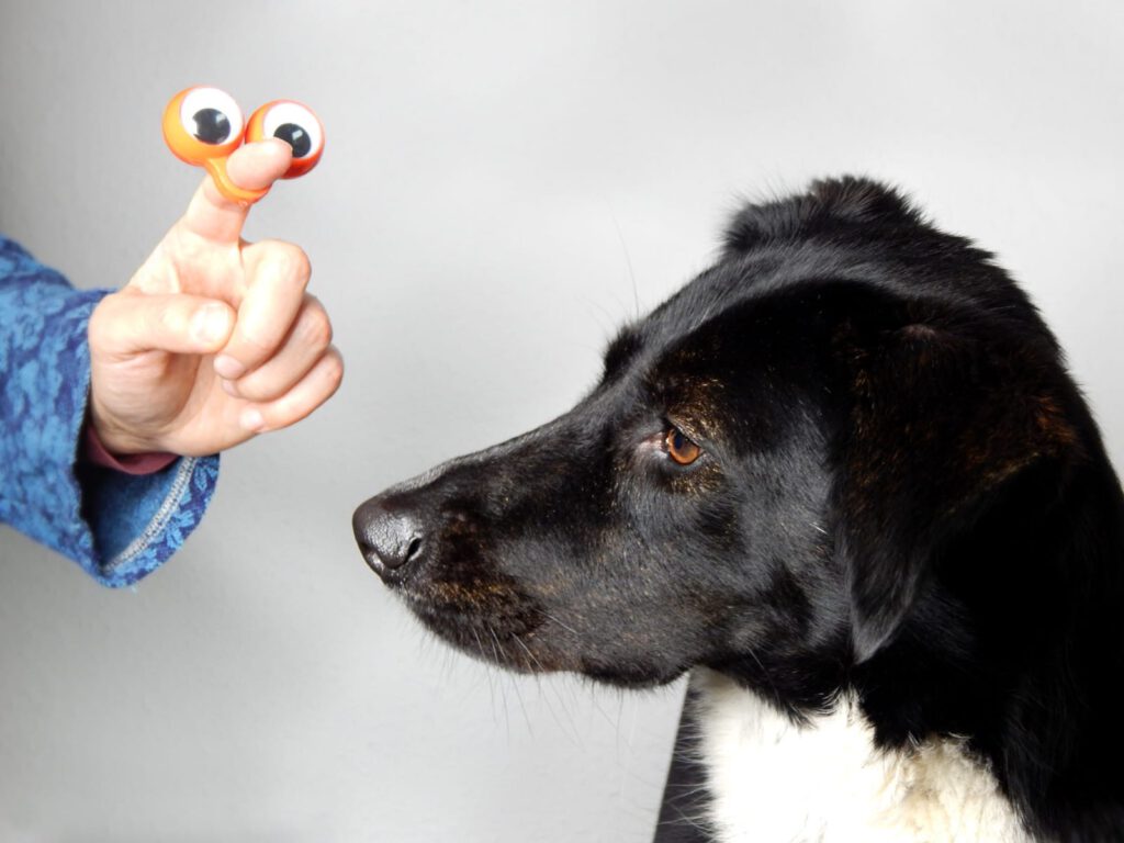 Hypnose für Hunde - Foto eines Hundes, der auf ein paar Gummi-Augen schaut